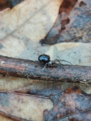 Steatoda bipunctata