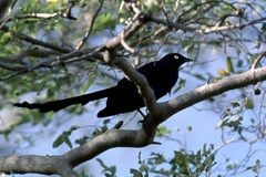 Lamprotornis caudatus