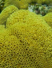 Palythoa caribaeorum