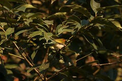 Abroscopus albogularis