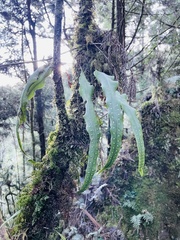 Lepisorus obscurevenolusus