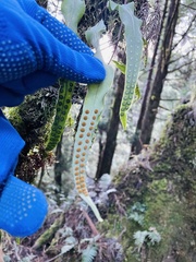 Lepisorus obscurevenolusus