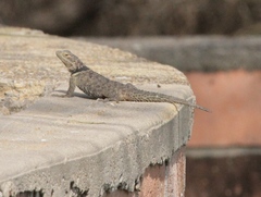 Sceloporus cyanogenys