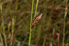 Schoenus brevifolius