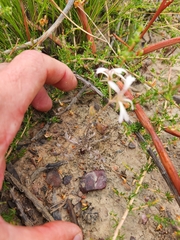 Pelargonium pinnatum