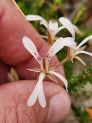 Pelargonium pinnatum