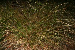 Schoenus brevifolius