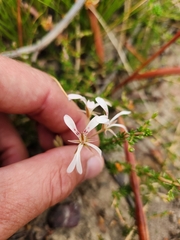 Pelargonium pinnatum