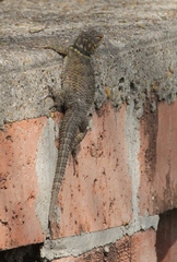 Sceloporus cyanogenys