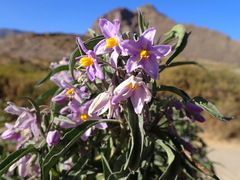 Solanum nitidum
