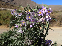 Solanum nitidum