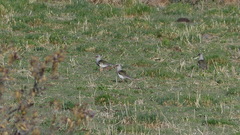 Vanellus resplendens