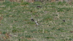 Vanellus resplendens