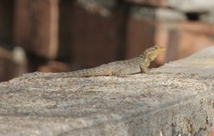 Sceloporus cyanogenys