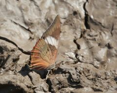 Charaxes manica manica