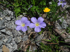 Linum alpinum