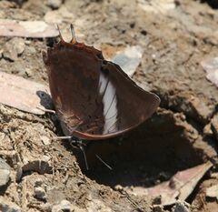 Charaxes manica manica