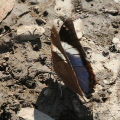 Charaxes manica manica