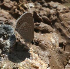 Euchrysops malathana