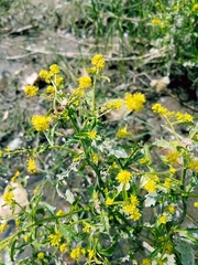 Rorippa curvisiliqua