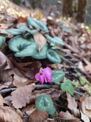 Cyclamen coum