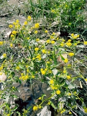 Rorippa curvisiliqua