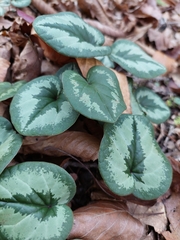 Cyclamen coum