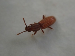 Oryzaephilus mercator