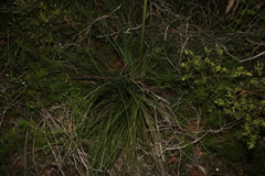 Xanthorrhoea fulva