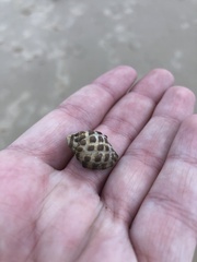 Tenguella marginalba