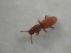 Oryzaephilus mercator