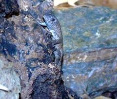 Sceloporus nelsoni