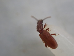 Oryzaephilus mercator