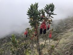 Brachyotum strigosum