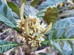 Eriobotrya japonica