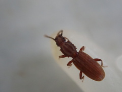 Oryzaephilus mercator