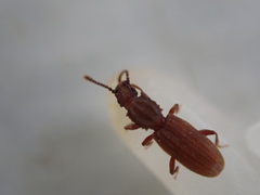 Oryzaephilus mercator