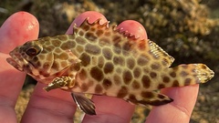 Epinephelus merra