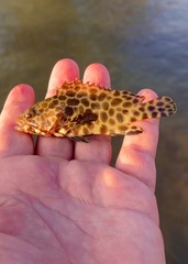 Epinephelus merra