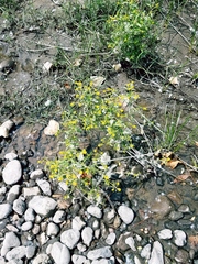 Rorippa curvisiliqua