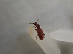 Oryzaephilus mercator