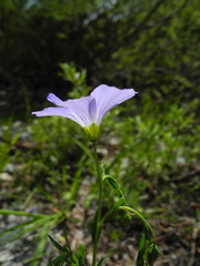 Linum alpinum