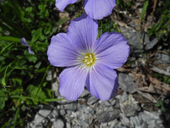 Linum alpinum