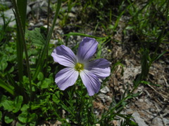 Linum alpinum