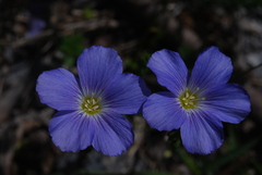 Linum alpinum