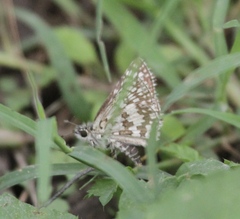 Burnsius communis