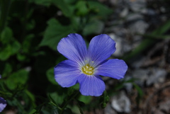 Linum alpinum