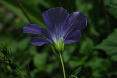 Linum alpinum