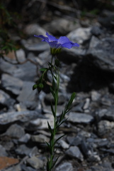 Linum alpinum