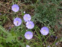 Linum austriacum